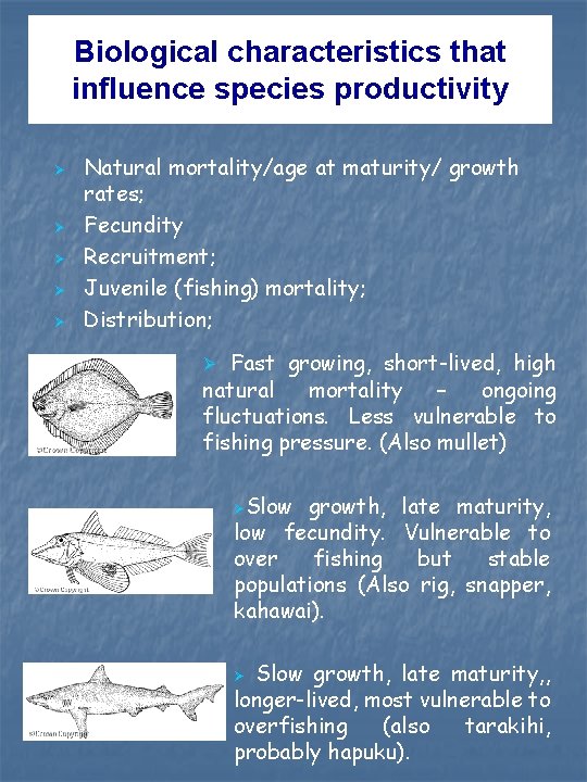 Biological characteristics that influence species productivity Ø Ø Ø Natural mortality/age at maturity/ growth Biological characteristics that influence species productivity Ø Ø Ø Natural mortality/age at maturity/ growth