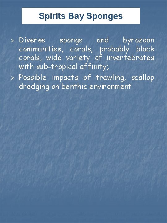 Spirits Bay Sponges Ø Ø Diverse sponge and byrozoan communities, corals, probably black corals, Spirits Bay Sponges Ø Ø Diverse sponge and byrozoan communities, corals, probably black corals,