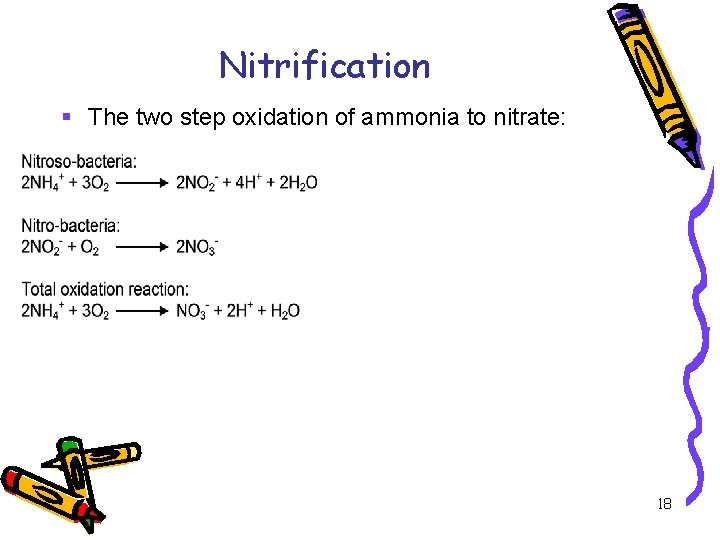 Nitrification § The two step oxidation of ammonia to nitrate: 18 