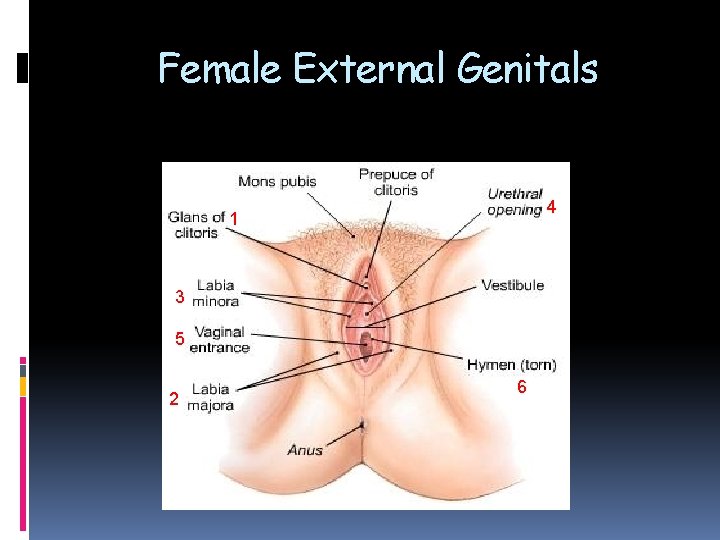 Female External Genitals 4 1 3 5 2 6 Female External Genitals 4 1 3 5 2 6