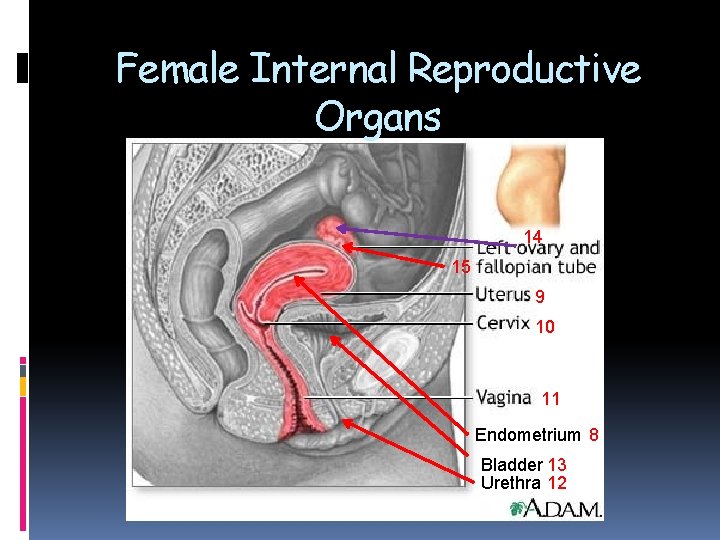 Female Internal Reproductive Organs 14 15 9 10 11 Endometrium 8 Bladder 13 Urethra Female Internal Reproductive Organs 14 15 9 10 11 Endometrium 8 Bladder 13 Urethra