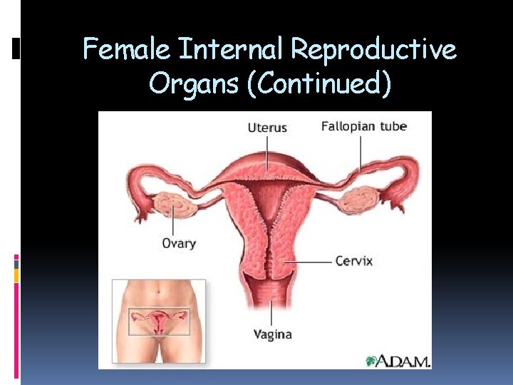 Female Internal Reproductive Organs (Continued) Female Internal Reproductive Organs (Continued)