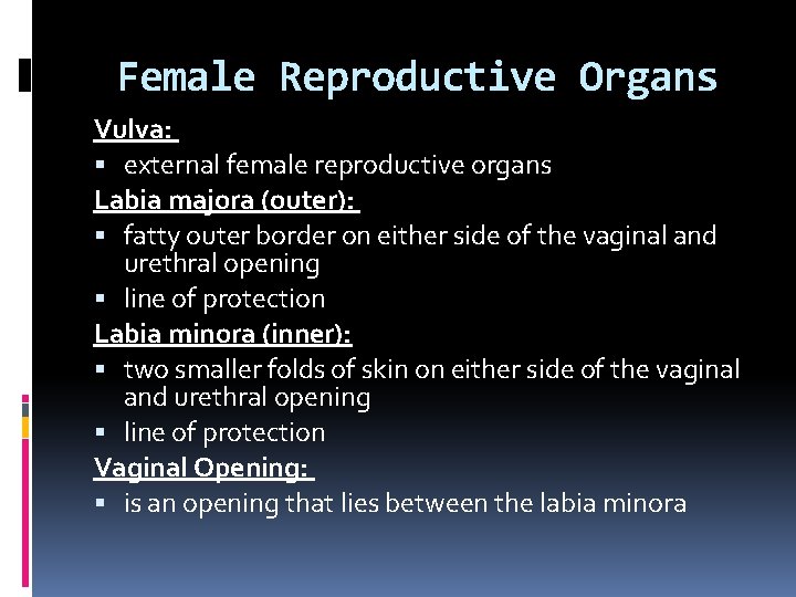 Female Reproductive Organs Vulva: external female reproductive organs Labia majora (outer): fatty outer border Female Reproductive Organs Vulva: external female reproductive organs Labia majora (outer): fatty outer border