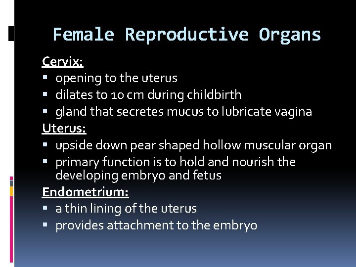 Female Reproductive Organs Cervix: opening to the uterus dilates to 10 cm during childbirth Female Reproductive Organs Cervix: opening to the uterus dilates to 10 cm during childbirth