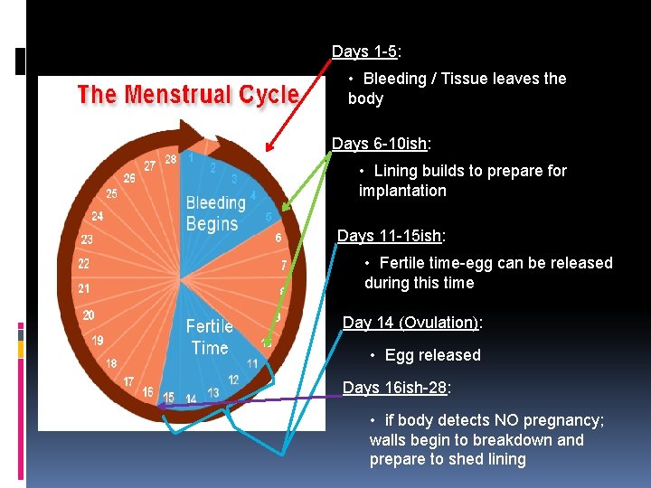 Days 1 -5: • Bleeding / Tissue leaves the body Days 6 -10 ish: Days 1 -5: • Bleeding / Tissue leaves the body Days 6 -10 ish: