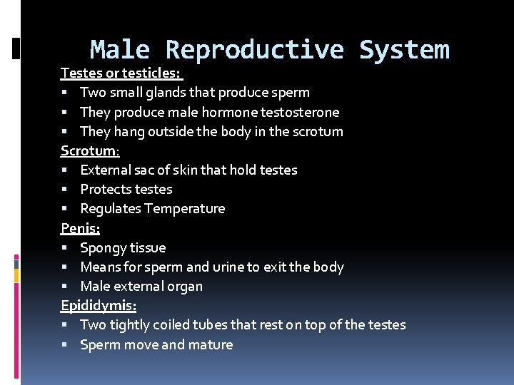 Male Reproductive System Testes or testicles: Two small glands that produce sperm They produce Male Reproductive System Testes or testicles: Two small glands that produce sperm They produce