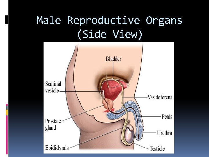 Male Reproductive Organs (Side View) Male Reproductive Organs (Side View)