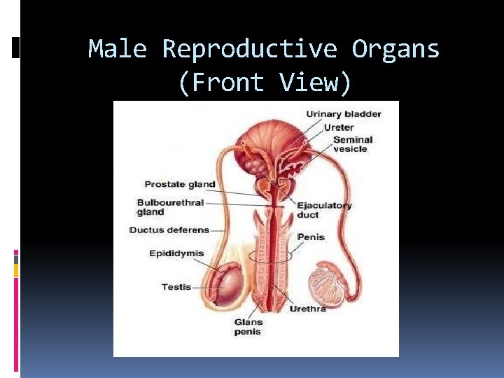 Male Reproductive Organs (Front View) Male Reproductive Organs (Front View)