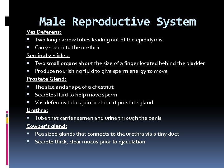 Male Reproductive System Vas Deferens: Two long narrow tubes leading out of the epididymis Male Reproductive System Vas Deferens: Two long narrow tubes leading out of the epididymis