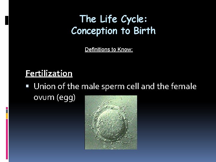 The Life Cycle: Conception to Birth Definitions to Know: Fertilization Union of the male The Life Cycle: Conception to Birth Definitions to Know: Fertilization Union of the male