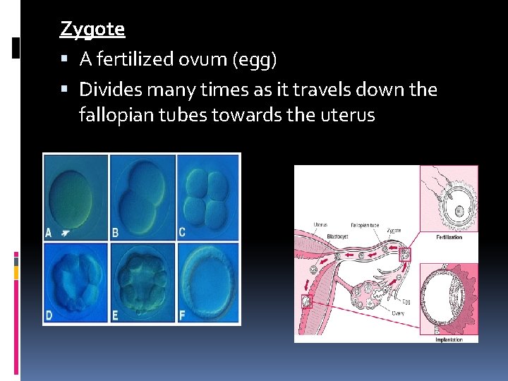 Zygote A fertilized ovum (egg) Divides many times as it travels down the fallopian Zygote A fertilized ovum (egg) Divides many times as it travels down the fallopian