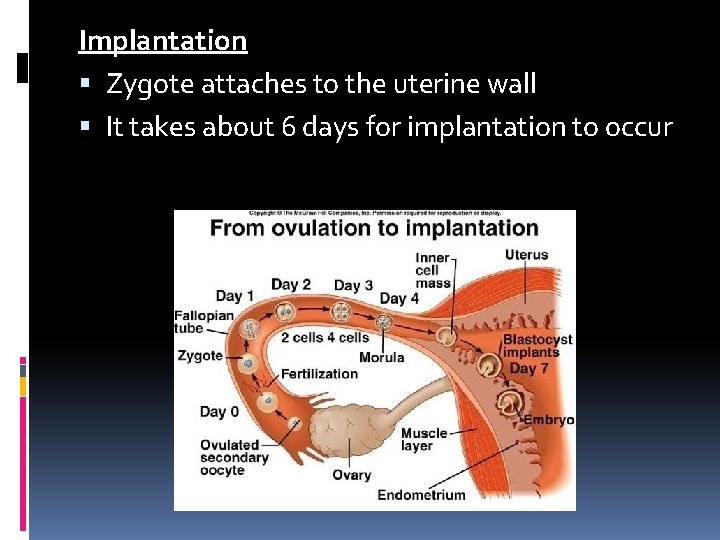 Implantation Zygote attaches to the uterine wall It takes about 6 days for implantation Implantation Zygote attaches to the uterine wall It takes about 6 days for implantation