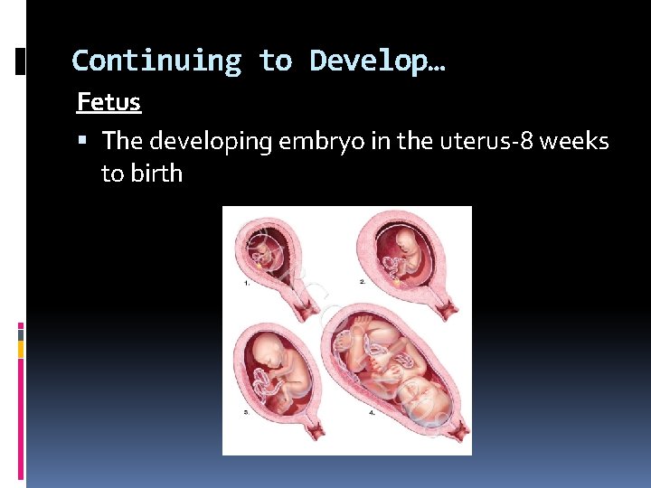 Continuing to Develop… Fetus The developing embryo in the uterus-8 weeks to birth Continuing to Develop… Fetus The developing embryo in the uterus-8 weeks to birth