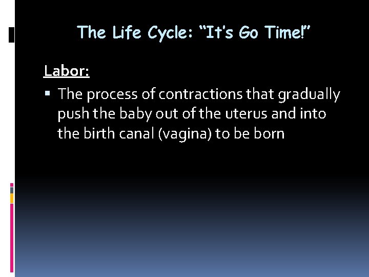 The Life Cycle: “It’s Go Time!” Labor: The process of contractions that gradually push The Life Cycle: “It’s Go Time!” Labor: The process of contractions that gradually push