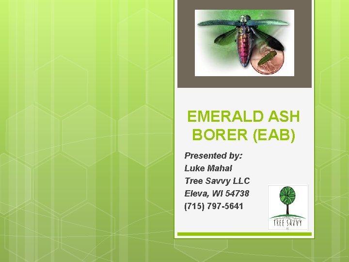 EMERALD ASH BORER (EAB) Presented by: Luke Mahal Tree Savvy LLC Eleva, WI 54738