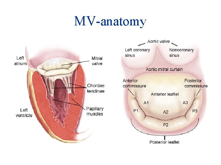 MV-anatomy 