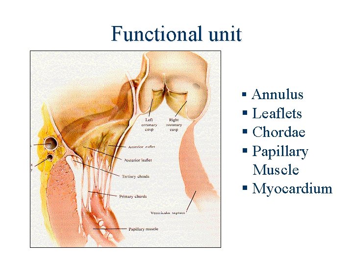 Functional unit § Annulus § Leaflets § Chordae § Papillary Muscle § Myocardium 