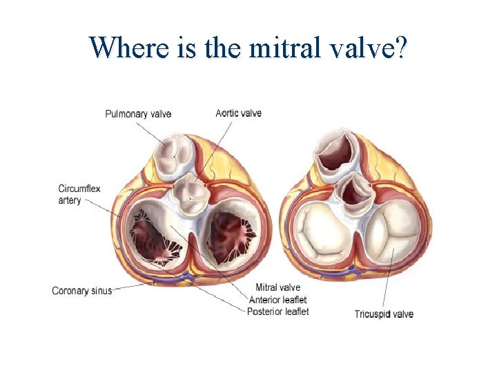 Where is the mitral valve? 
