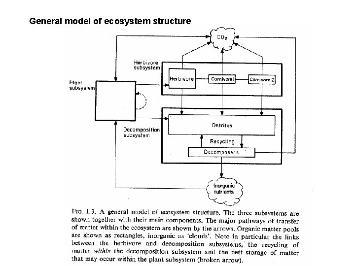 General model of ecosystem structure 