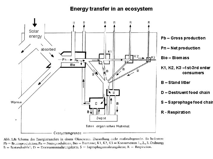 Energy transfer in an ecosystem Solar energy absorbed Pb – Gross production Pn –