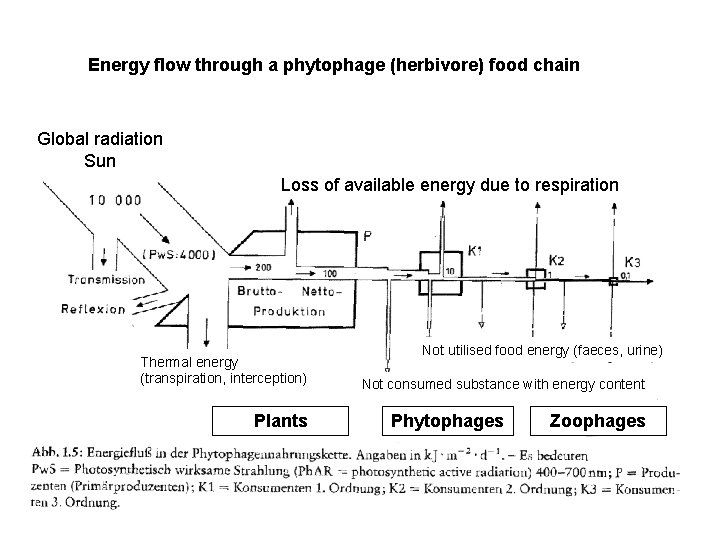 Energy flow through a phytophage (herbivore) food chain Global radiation Sun Loss of available