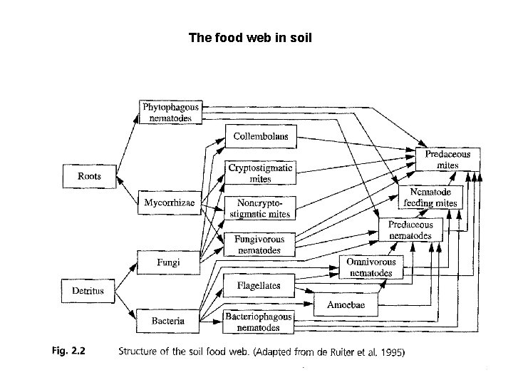 The food web in soil 