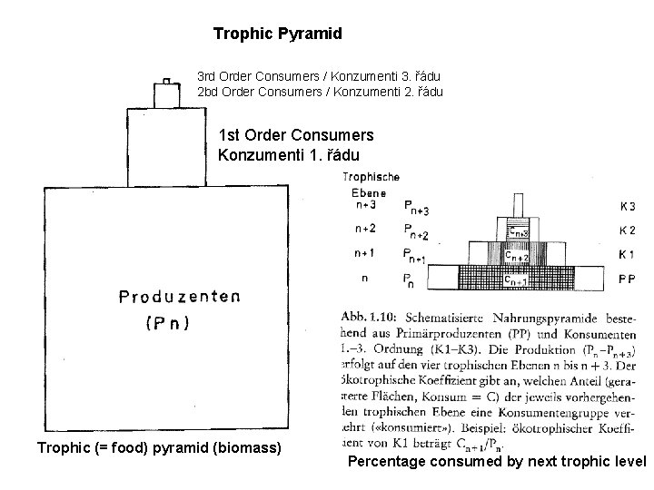 Trophic Pyramid 3 rd Order Consumers / Konzumenti 3. řádu 2 bd Order Consumers