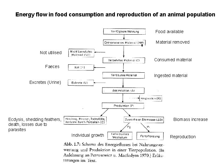 Energy flow in food consumption and reproduction of an animal population Food available Material