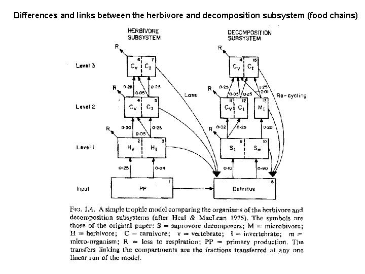 Differences and links between the herbivore and decomposition subsystem (food chains) 