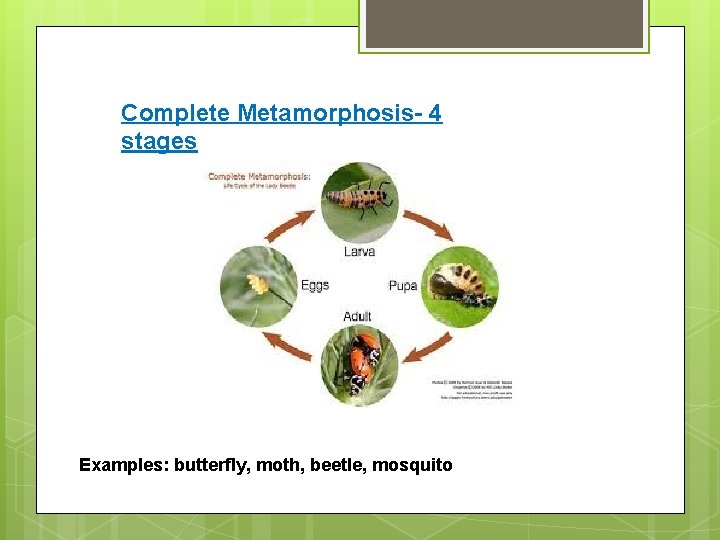 Complete Metamorphosis- 4 stages Examples: butterfly, moth, beetle, mosquito 