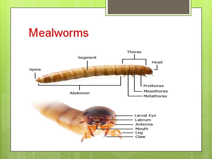 Mealworms 