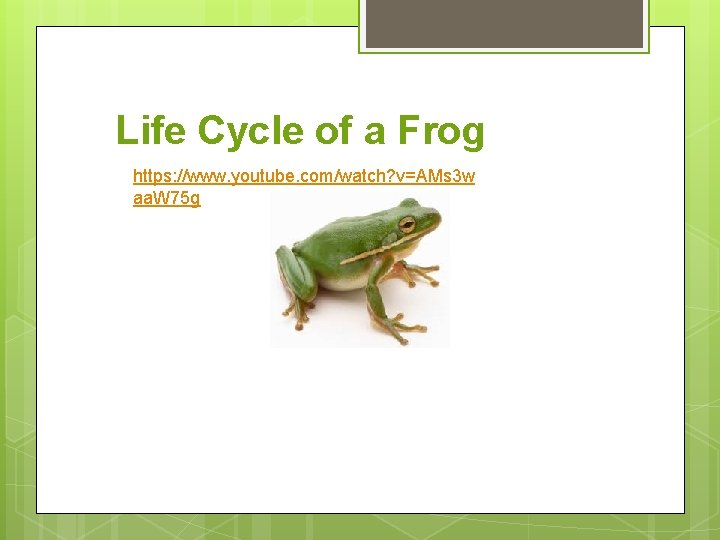 Life Cycle of a Frog https: //www. youtube. com/watch? v=AMs 3 w aa. W