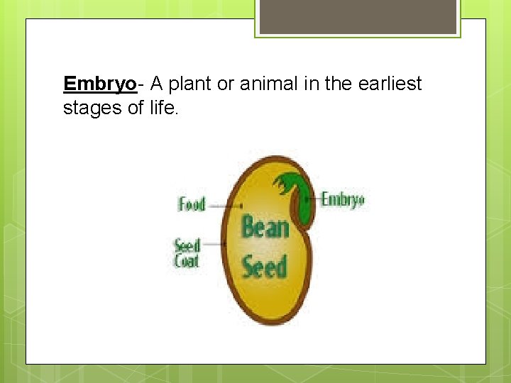 Embryo- A plant or animal in the earliest stages of life. 