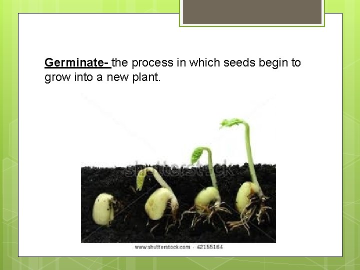 Germinate- the process in which seeds begin to grow into a new plant. 