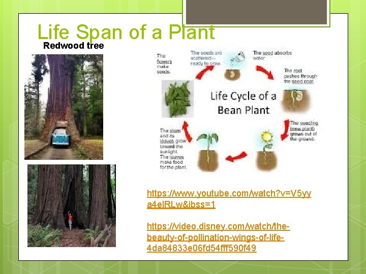 Life Span of a Plant Redwood tree https: //www. youtube. com/watch? v=V 5 yy