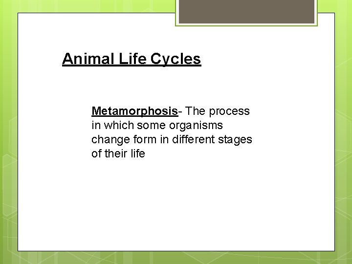 Animal Life Cycles Metamorphosis- The process in which some organisms change form in different