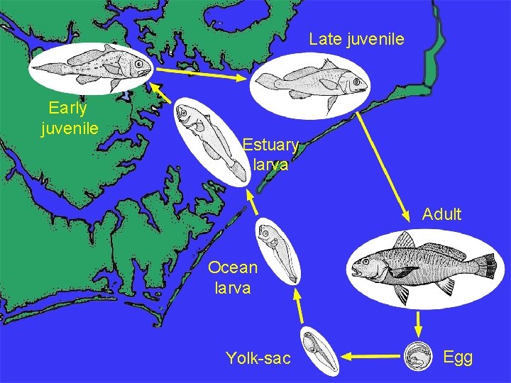 Late juvenile Early juvenile Estuary larva Adult Ocean larva Yolk-sac Egg Late juvenile Early juvenile Estuary larva Adult Ocean larva Yolk-sac Egg