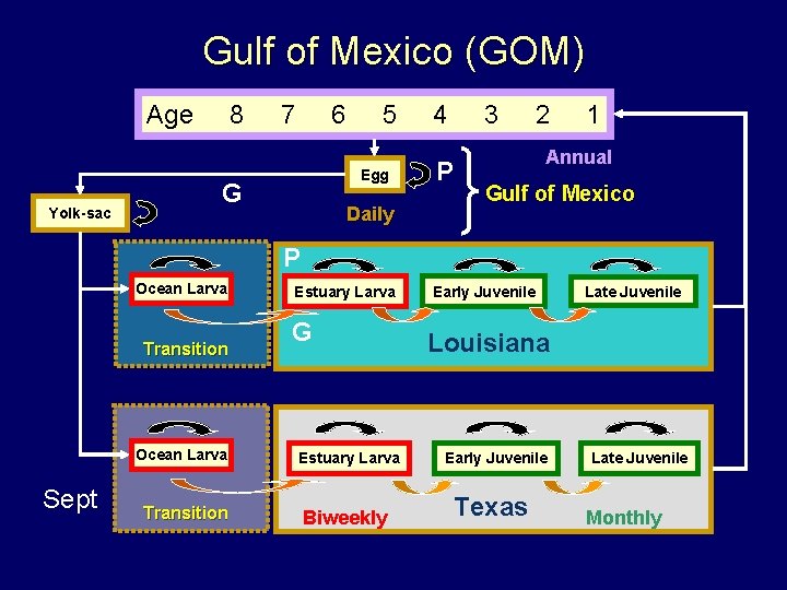 Gulf of Mexico (GOM) Age Yolk-sac 8 7 6 5 Egg G Daily 4 Gulf of Mexico (GOM) Age Yolk-sac 8 7 6 5 Egg G Daily 4