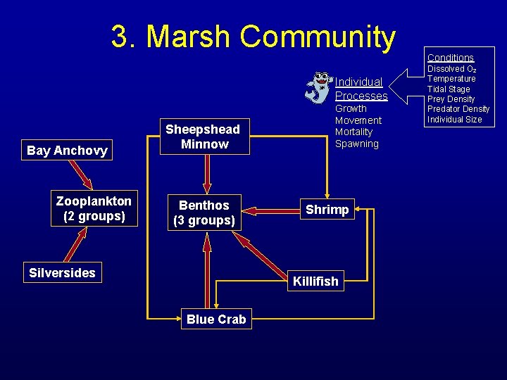 3. Marsh Community Individual Processes Bay Anchovy Zooplankton (2 groups) Sheepshead Minnow Benthos (3 3. Marsh Community Individual Processes Bay Anchovy Zooplankton (2 groups) Sheepshead Minnow Benthos (3