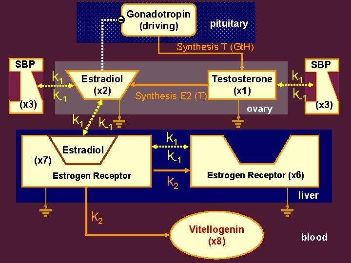 Gonadotropin (driving) pituitary Synthesis T (Gt. H) SBP (x 3) k 1 k-1 Estradiol Gonadotropin (driving) pituitary Synthesis T (Gt. H) SBP (x 3) k 1 k-1 Estradiol