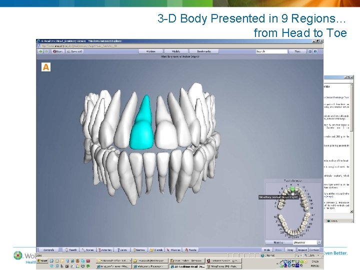 3 -D Body Presented in 9 Regions… from Head to Toe 3 -D Body Presented in 9 Regions… from Head to Toe