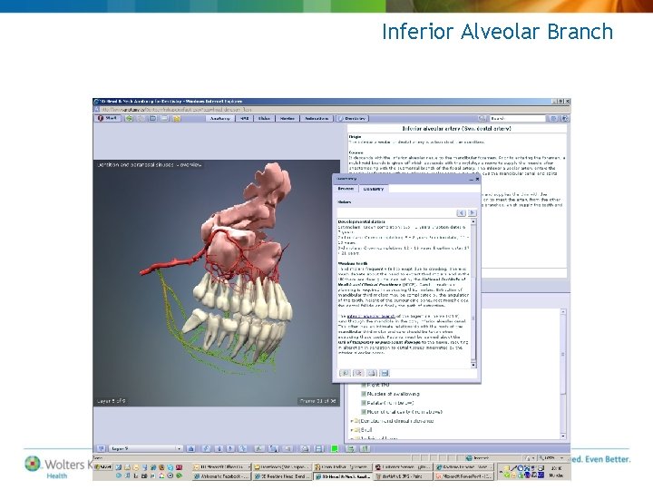 Inferior Alveolar Branch Inferior Alveolar Branch