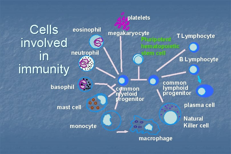 platelets Cells eosinophil involved neutrophil in immunity basophil megakaryocyte T Lymphocyte Pluripotent hematopoietic stem