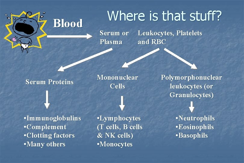 Blood Where is that stuff? Serum or Plasma Leukocytes, Platelets and RBC Serum Proteins