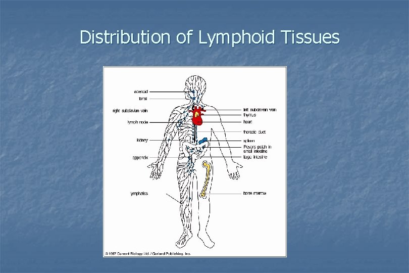 Distribution of Lymphoid Tissues 