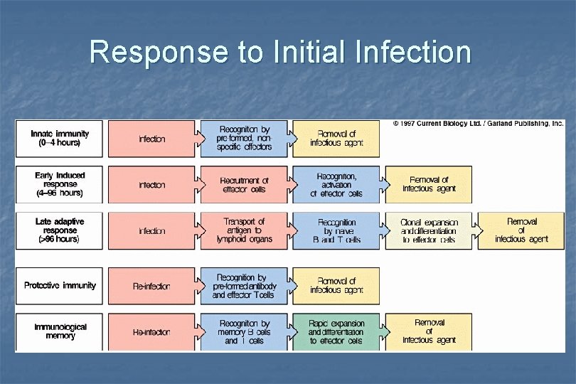 Response to Initial Infection 