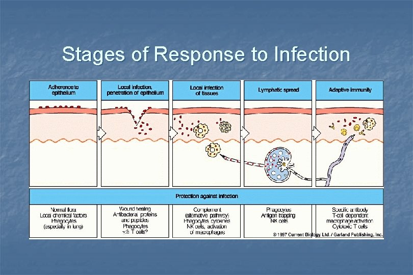 Stages of Response to Infection 