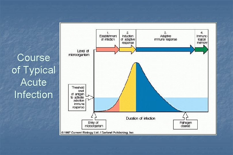 Course of Typical Acute Infection 