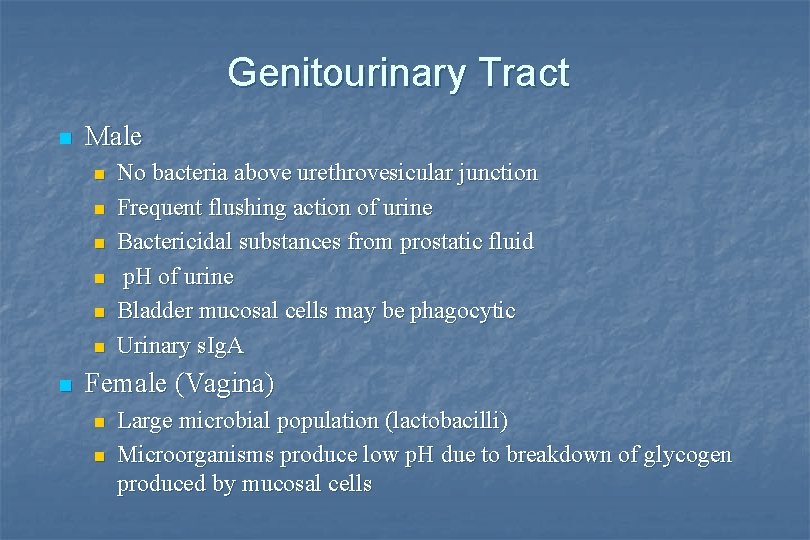 Genitourinary Tract n Male n n n n No bacteria above urethrovesicular junction Frequent