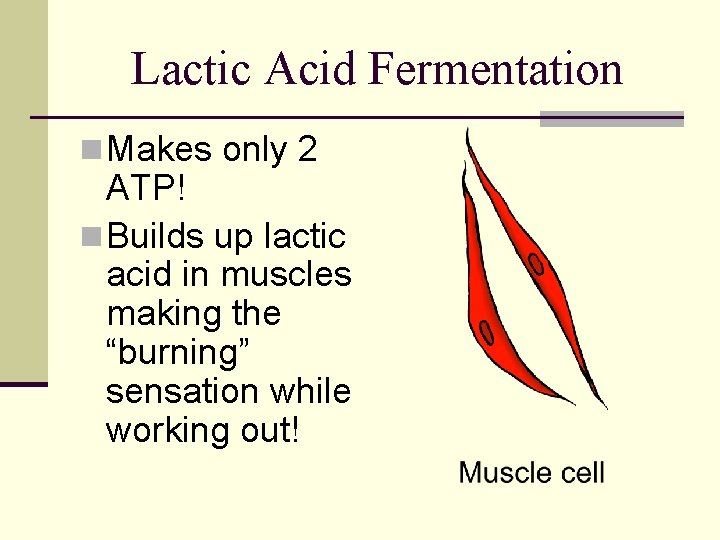 Lactic Acid Fermentation n Makes only 2 ATP! n Builds up lactic acid in